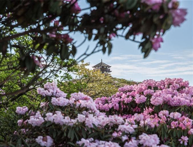 重庆金佛山杜鹃花开醉游人