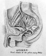 围观医学女生的课堂笔记：线条清晰堪比艺术绘