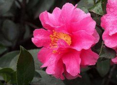 茶花和茶梅的区别(图文)