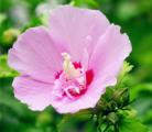 木槿花的养殖方法/木槿花的养护知识