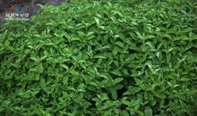 （一年生草本宿根植物）